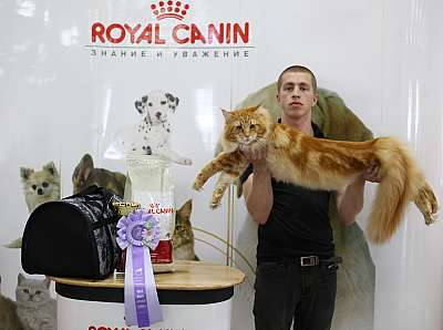 Выставка кошек 'Весенний Кэт-Салон'  10-11 мая 2014 WCF-ринги 1-15-169A5601 copy.jpg